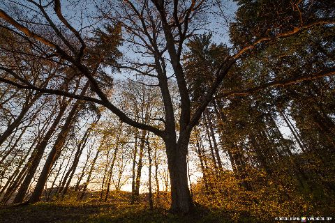 Gemeinde Marktl Landkreis Altötting Leonberg Aussicht Baum (Dirschl Johann) Deutschland AÖ